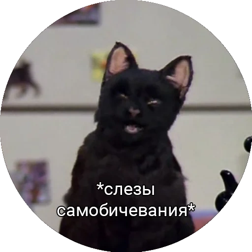 кот, коты, салем кот, салем слезы, сейлем слезы