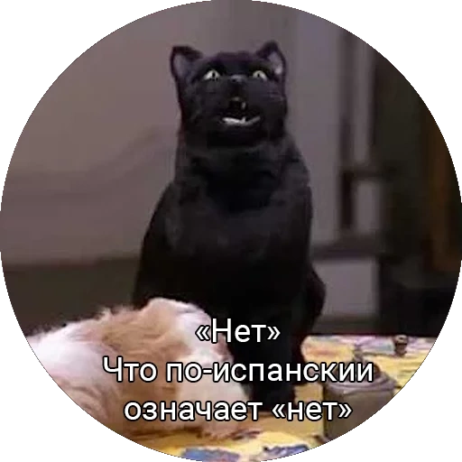 кот, коты, кот салем, кот сэйлем