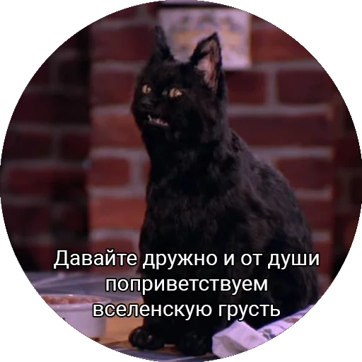 cat, cat salem, this is a little cat, sabrina little witch cat, we will greet the universal sadness