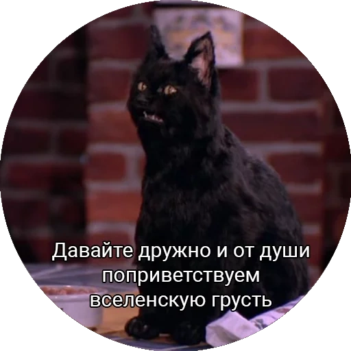 кот, кот салем, это немного котик, сабрина маленькая ведьма кот, поприветствуем вселенскую грусть