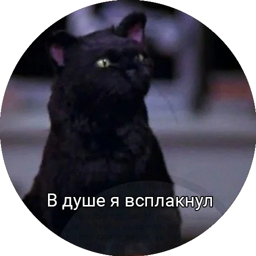 cat, cats, cat salem, seil cat, sabrina little witch salem