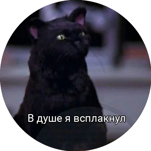 кот, коты, кот салем, сейлем кот, сабрина маленькая ведьма салем