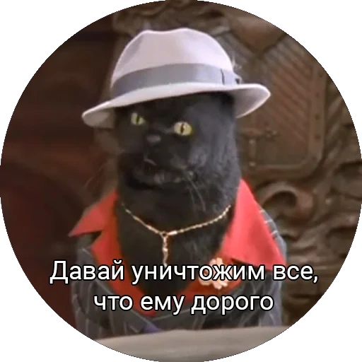 kucing, kucing salem, phinehastop, kucing mafioster, salem sabrina little witch