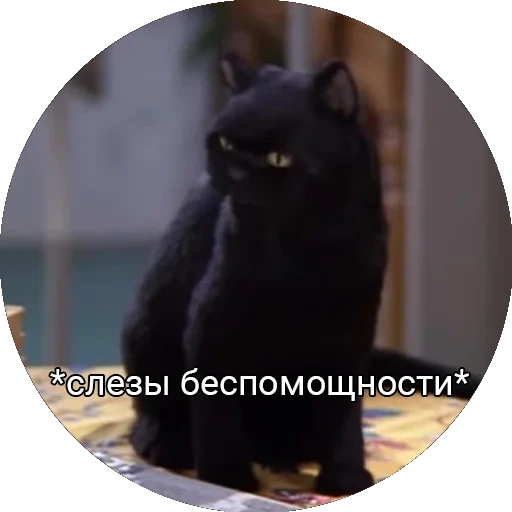 die katze, die katze salem, salem cat, the black cat, salem tears