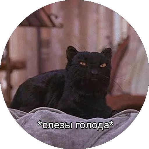 gato, gato salem, lágrimas de salem, el gatito es negro, lágrimas de gato envejecimiento