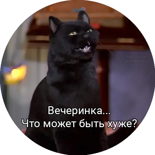 gato, gato salem, cat salem memes, sabrina little witch cat anna