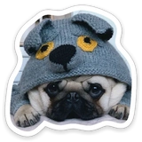 sad_pug_leonid