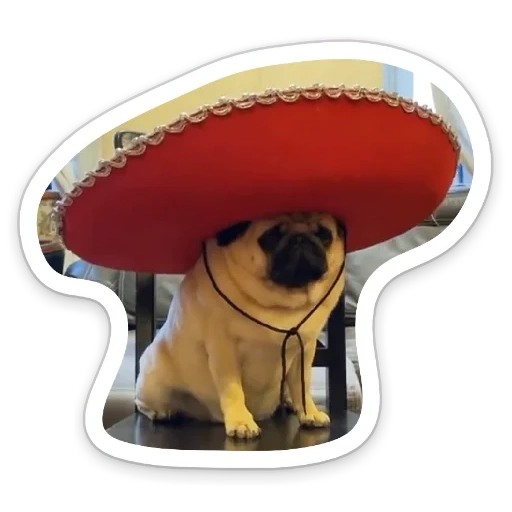 dog, kepke's dog, the dog is a hat, funny animals, french bulldog sombrero