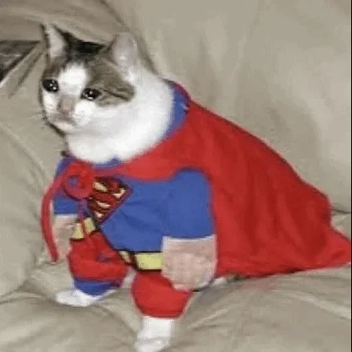 кот супермен, кот супергерой, кошка костюме суперм, кот костюме супергероя, коты костюмах супергероев
