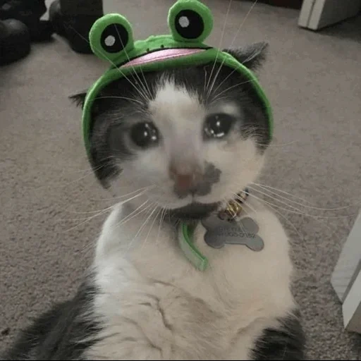 кошка, котик шапке, котик шапочке, кот шапке жабке, кот шапочке лягушки
