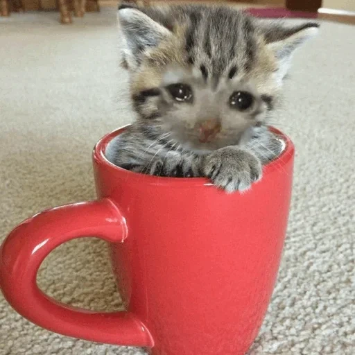 кот, кот чашке, котенок чашке, котенок кружке, кошка животное