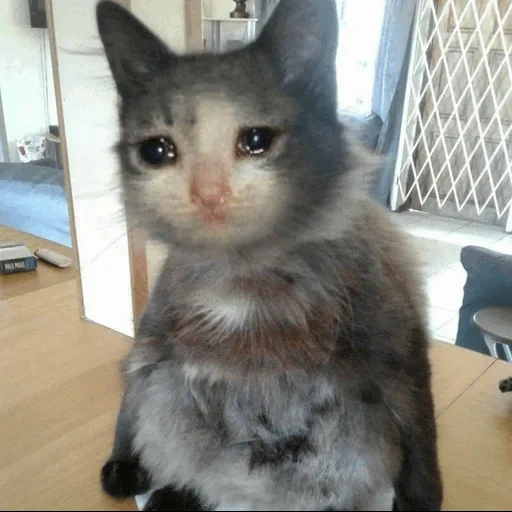 котэ, грустный кот, плачущие коты, кот плачет мем, грустный котик мем