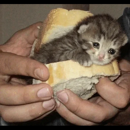 кот, коты, кошки, котики смешные, бутерброд котенком