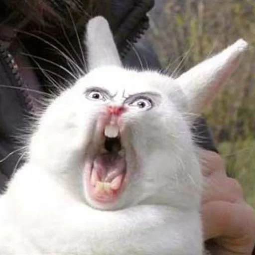 орущий кролик, бубенчик кролик, кричащий кролик, орущий заяц мем, кролик зубами смешной