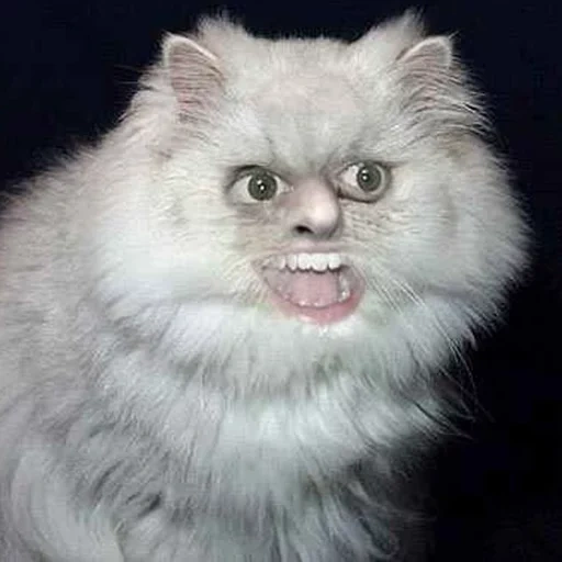 кот, кот мем, персидский кот, персидская кошка, персидская кошка белая