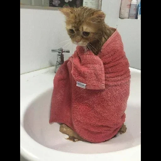 коты, кошка, кошка полотенце, котик полотенце, милые котики смешные