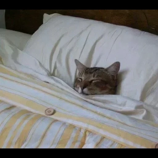 кот, коты, кошка, кошечка, кот под одеялом