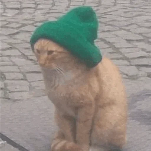 кот шапке, котик шапочке, котенок шапочке, кот зеленой шапке, кот зелёной шапочке