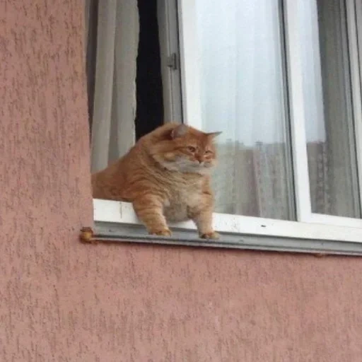 саютик кот, толстый кот, кот окне мем, толстый кот окне, кот выглядывает окна