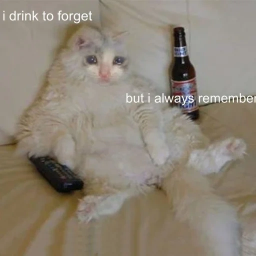 die katze, die katze die bier trinkt, die betrunkene katze, die katzenflasche, katze mit einer flasche bier