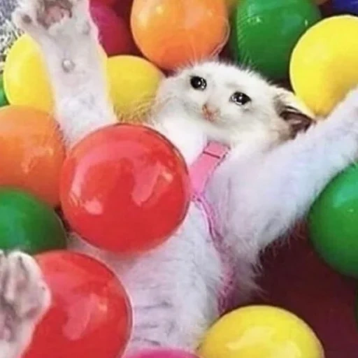 cat, animals, instagram, kitty balls, fluffy ball of a cat
