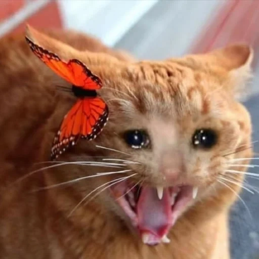 gato, gato, escarabajo, gato anaranjado, gato rzhunimagu