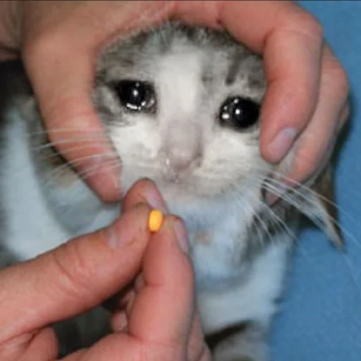 crying cat, crying cats, crying cat, a bursting cat, kitty with tears of eyes