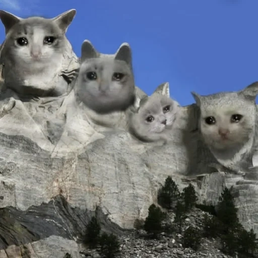 gato, gato, erupción, gatos, mount rashmore secret room
