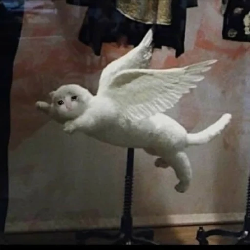 кошка, твиттер, be an angel, котик ангел небе, животные красивые