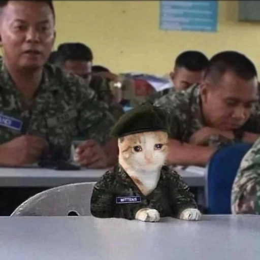 asiático, militar, wykop.pl, meme del ejército, gato del ejército