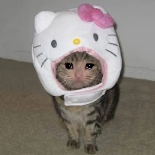 kucing, kucing, anjing laut yang lucu, topi kepala kucing, kucing lucu itu lucu