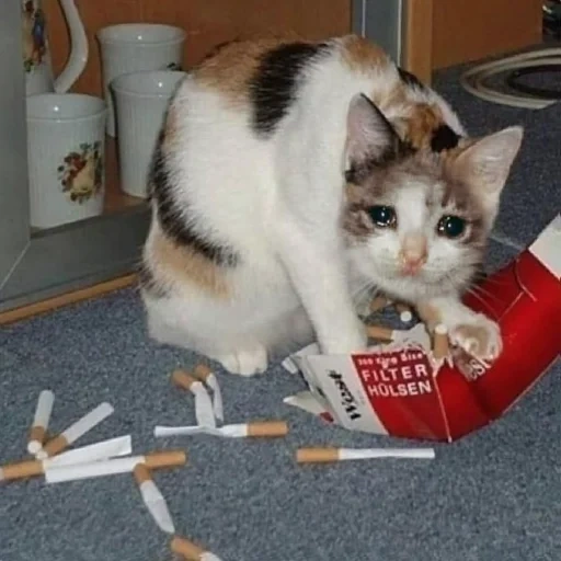 chat, kote, le chat fume, chat dimarik, chat blanc avec une cigarette