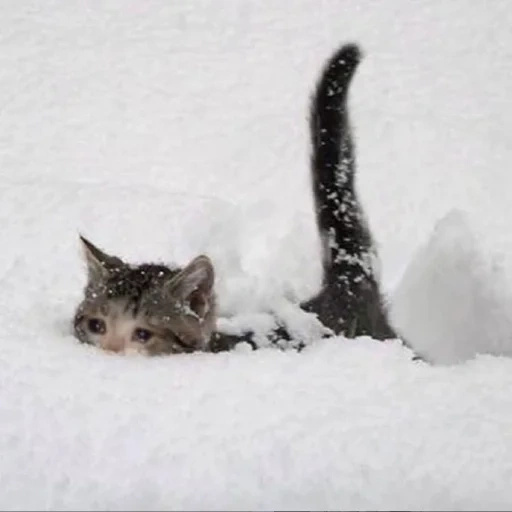 snow cat, cat invernale, gatto nella neve, snow cat, il gatto ha fallito la neve