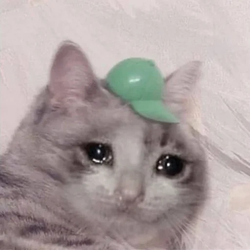 crying cats, crying cat, crying cat meme, crying cats memes, the crying cat of memes