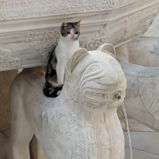 cat, сыровое кот, кот царь зверей, скульптура кошки, животные забавные