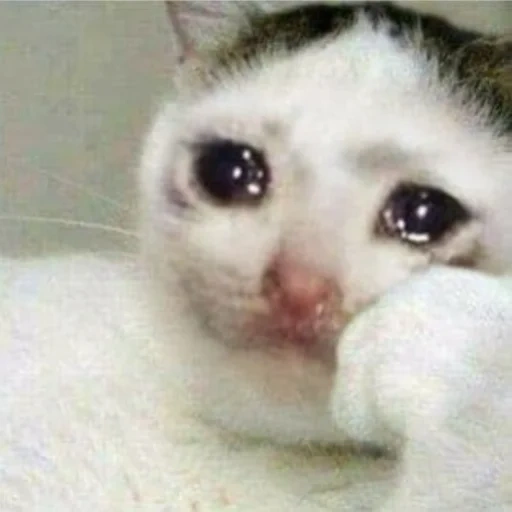 cat chorando, motivo de gato triste, cat de choro de meme, modelo de gato chorando, chorando o telefone do gato