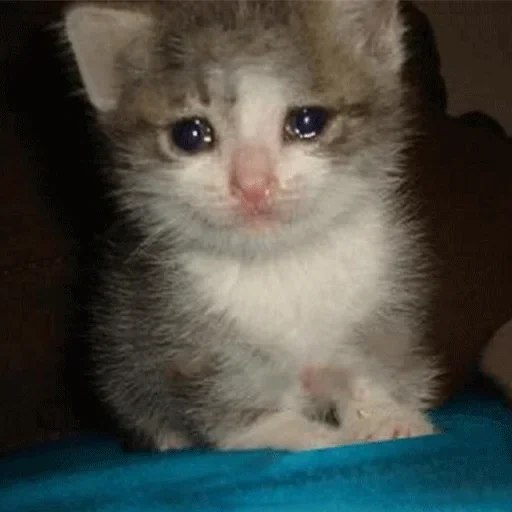 crying cat, crying cats, kitty with tears, crying cat, crying kitten