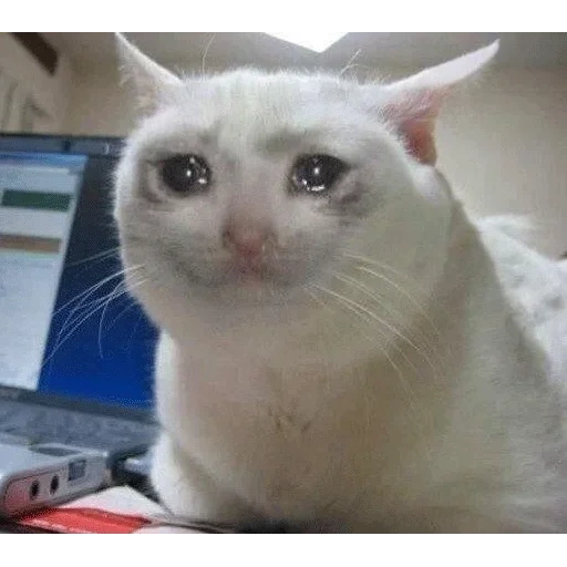 crying cats, the cat cries the meme, mem crying cat, crying cat meme, sad cat meme