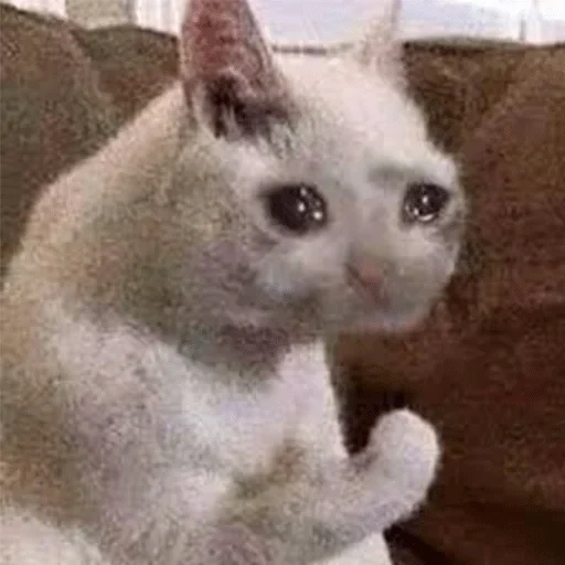 cat meme, kitty meme, cat meme, the cat cries the meme, crying cats memes