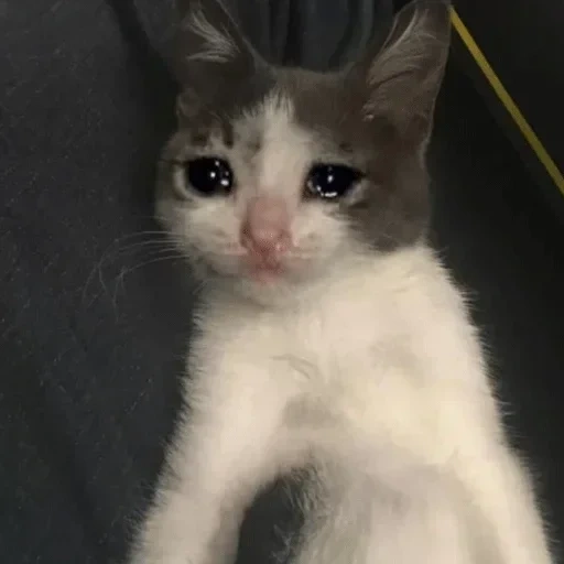 crying cats, crying cat, the cat is sad, crying cat meme, sad cat meme