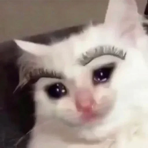 cat with eyebrows, memic cute cat, cat eyelashes, the cat cries the meme, crying cat meme