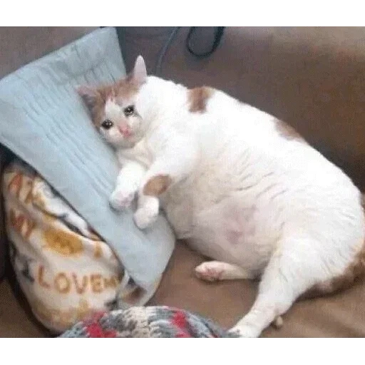 fat cat, fat cat, mem fat cat, fat cat meme, a thick crying cat