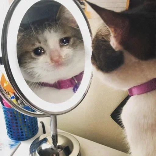 cat, cat, cat mirror, funny animals, funny cute cats