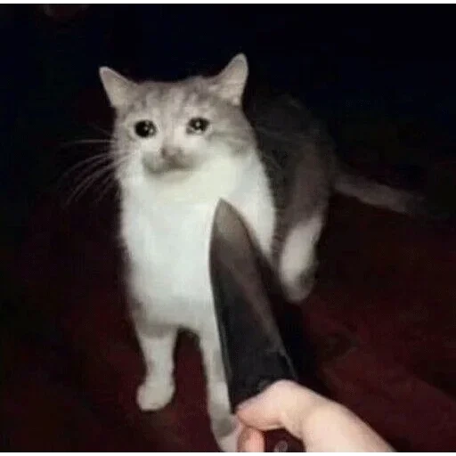 cat, meme cat, a cat with a knife, cat with a knife meme, a cat with a knife meme