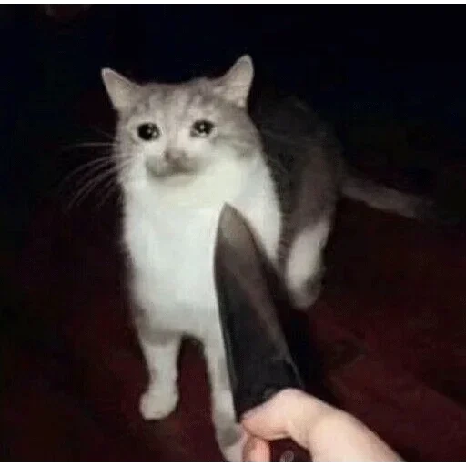 der kater, meme katze, eine katze mit einem messer, katze mit einem messermeme, eine katze mit einem messermeme