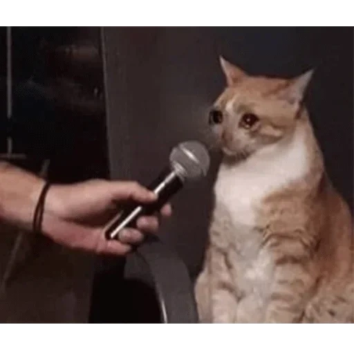 der kater, katze, katzenmeme, die katze ist ein mikrofon, weinende katze mit einem mikrofon