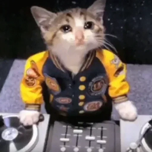 dj, cat dee, dj cat, cat dj, mèmes dj pour chats