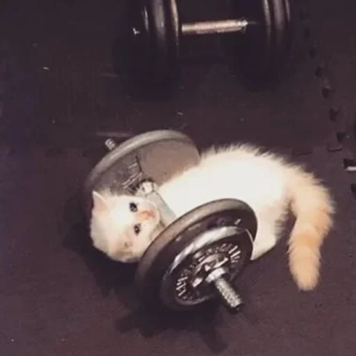 the cat is a bar, funny cats, cat of dumbbells, the cats are funny, a kitten under dumbbells