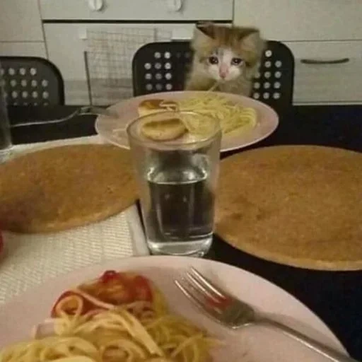 kucing, makan malam, saat makan siang, kucing lucu, item di atas meja