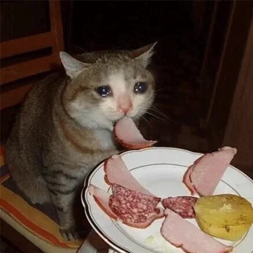 the cat of the sausage, hungry cat, the cat steals sausage, sad but delicious cat, sad but delicious meme by a cat